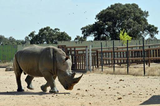 Un rinoceronte blanco, fotografiado el 30 de julio de 2026 en el Safari Madrid, ubicado en la localidad española de Aldea del Fresno, al oeste de Madrid