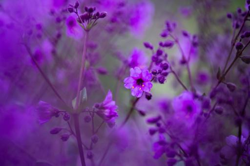 El desierto de Atacama florece tras intensas lluvias provocadas por El Niño