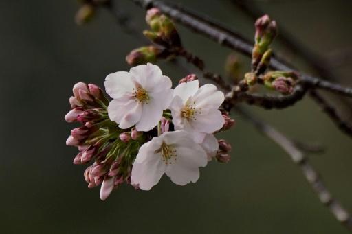 En Japón, una herramienta de IA para preservar los cerezos en flor