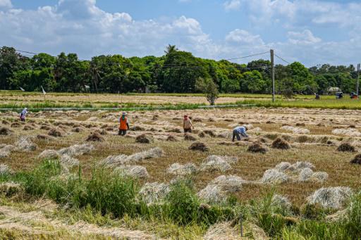 Agricultores trabajan en un campo de arroz de Bulacan, Filipinas, el 24 de abril de 2024