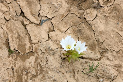 Una flor silvestre blanca brota de la tierra agrietada en el desierto de Atacama, cerca de Copiapó, Chile, el 17 de septiembre de 2026