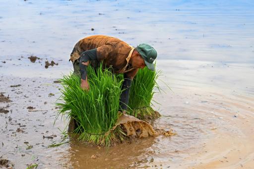 Un agricultor cosecha arroz el 23 de julio de 2025 en San Nicolás, Cuba