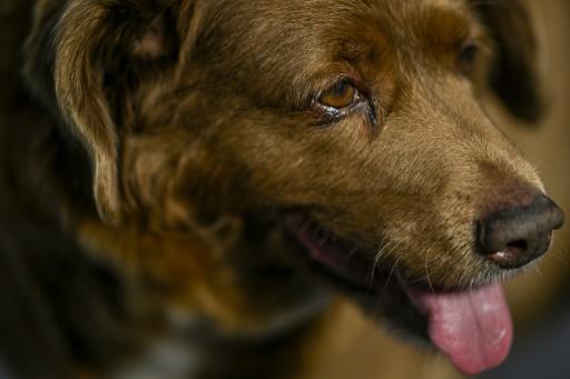 Migraciones, calor, maratones: el año 2023 en diez récords