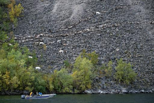 Un rebaño de cientos de renos desciende hasta el fiordo de Jokelfjord, en el norte de Noruega, el 14 de septiembre de 2023