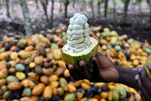 Granos de cacao en una plantación cerca de Divo (Costa de Marfil), el 20 de octubre de 2025
