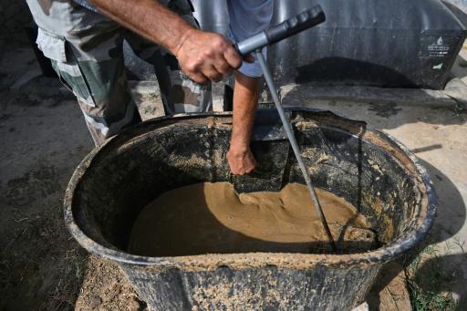Ante la crisis energética en Oriente Medio, los indios cocinan con excrementos de vaca sagrada