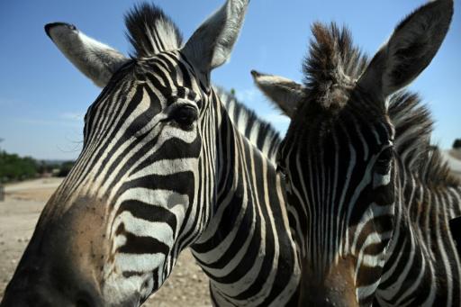 Cuidadores aterrorizados y bisontes imperturbables: cuando el fuego rodeó un zoo en Madrid