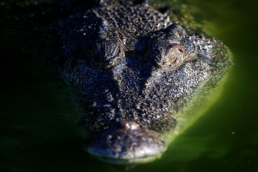 Un cocodrilo nada en una laguna del parque Croccodylus Park en las afueras de Darwin, Australia, el 30 de agosto de 2023
