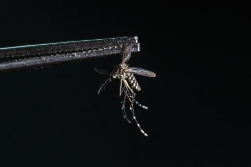 El mosquito antidengue: un avance pero no una panacea en Brasil