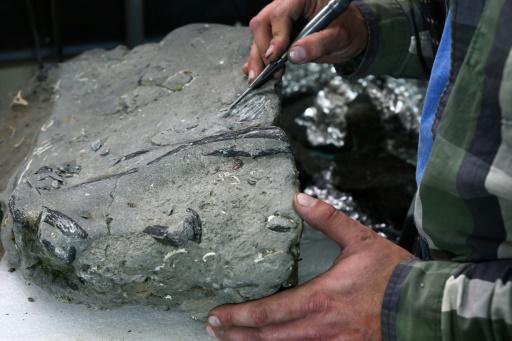 Hallan un tesoro en Chile: fósiles de un reptil marino de 70 millones de años