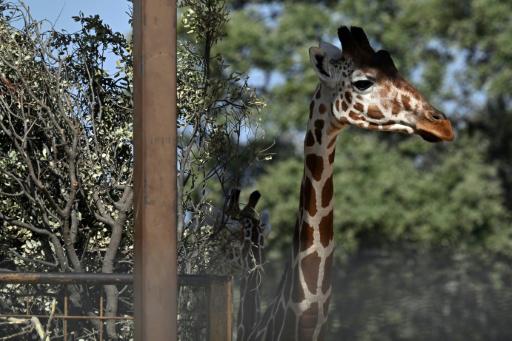 Cuidadores aterrorizados y bisontes imperturbables: cuando el fuego rodeó un zoo en Madrid