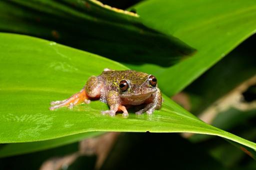 Nocturna y cafetera, la nueva especie de rana descubierta en Costa Rica