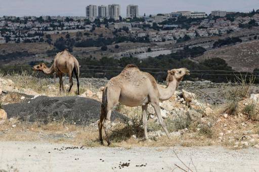 Imagen de un corredor de tierra donde Israel tiene previsto construir su polémico proyecto E1 en Cisjordania, el 31 de mayo de 2026