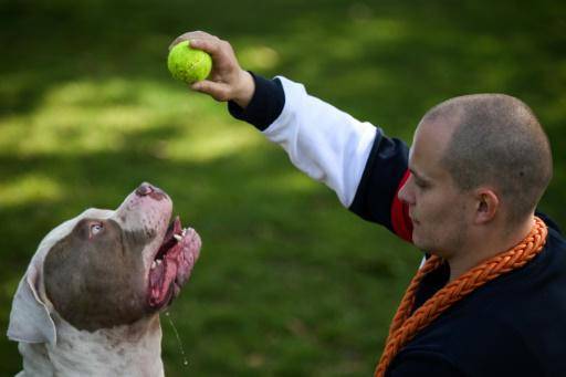 Emoción y rabia en Reino Unido por ataques mortales de perros 'American bully XL'