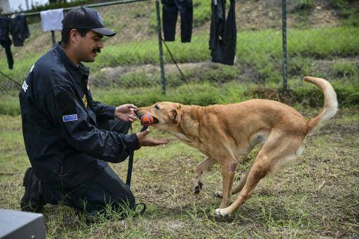 Los rescatistas de cuatro patas que trabajan contra reloj en Venezuela