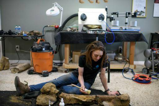 El arte de restaurar fósiles, rompecabezas de millones de años en EEUU
