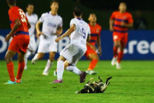 La bendita Copa Libertadores y sus imágenes insólitas están de vuelta