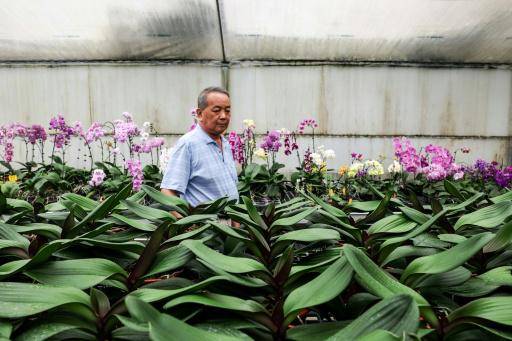 Cultivadores de orquídeas de Taiwán resisten mientras los aranceles de EEUU se disparan