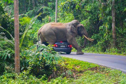 Un elefante detiene un vehículo en una carretera del Parque Nacional Khao Yai, en la provincia tailandesa de Nakhon Ratchasima, el 29 de octubre de 2019
