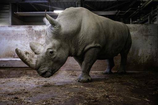 Rinoceronte del zoo de París trasladado a México para preservar diversidad genética de la especie