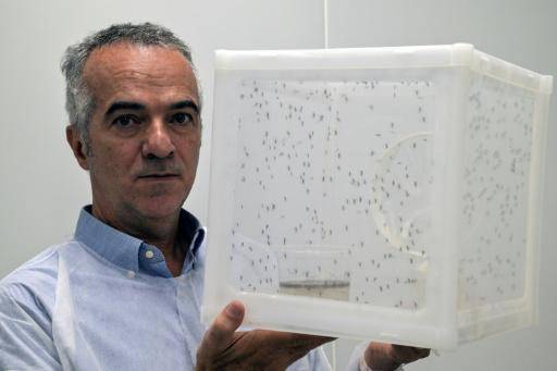 El mosquito antidengue: un avance pero no una panacea en Brasil
