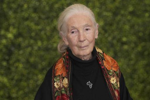 La reconocida experta en primates Jane Goodall muere a los 91 años