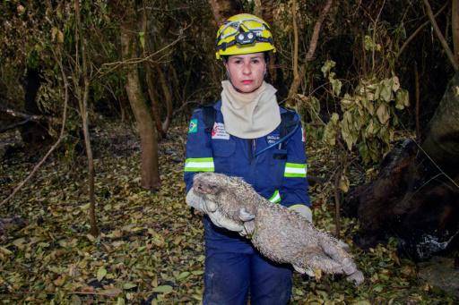 Incendios fuera de control ponen en peligro la fauna en el Pantanal brasileño
