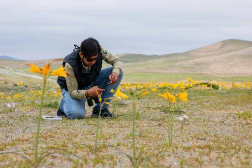 El desierto de Atacama florece tras intensas lluvias provocadas por El Niño