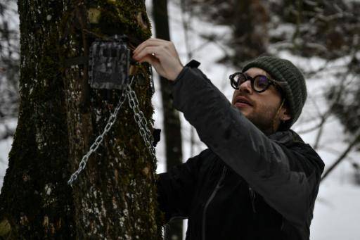 El armiño, mascota olímpica y animal en peligro en los Alpes italianos