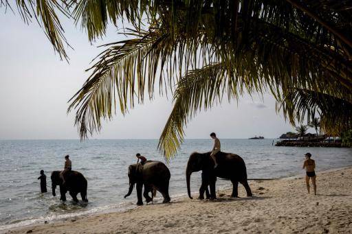 Un elefante mata a una turista española en un santuario en Tailandia