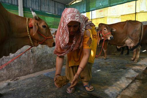 Ante la crisis energética en Oriente Medio, los indios cocinan con excrementos de vaca sagrada