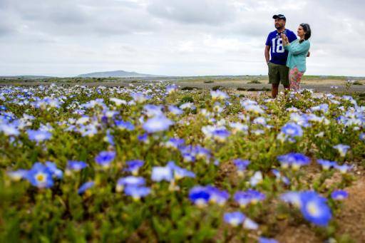 El desierto de Atacama florece tras intensas lluvias provocadas por El Niño