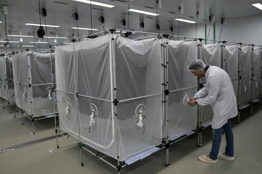 El mosquito antidengue: un avance pero no una panacea en Brasil