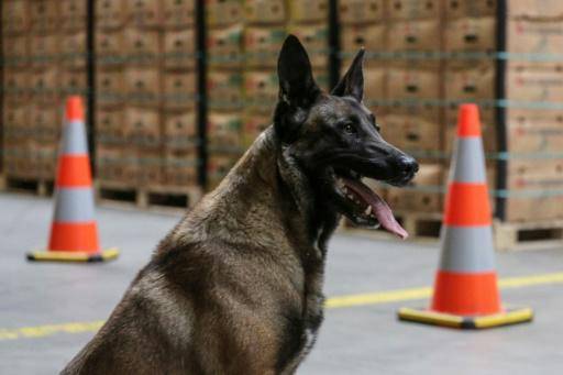 El puerto de Amberes decomisó una cantidad récord de cocaína en 2023: 116 toneladas