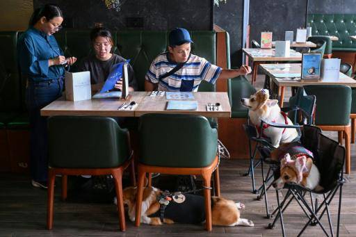 La política de Hong Kong a favor de las mascotas busca impulsar el castigado sector de la restauración