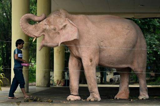 Junta en Birmania recupera nacimiento de elefante albino como signo de buen augurio