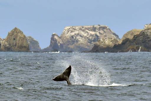 Una ballena jorobada nada el 21 de octubre de 2015 en la costa de Puerto López, en Ecuador
