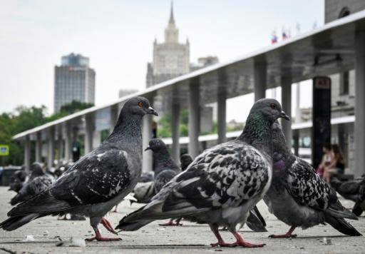 Ataques con drones matan a cuatro personas en Rusia