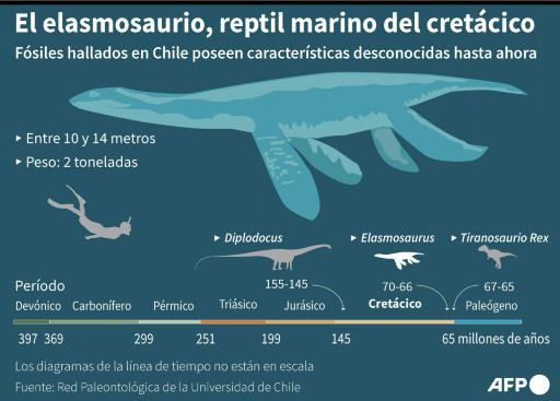 Hallan un tesoro en Chile: fósiles de un reptil marino de 70 millones de años