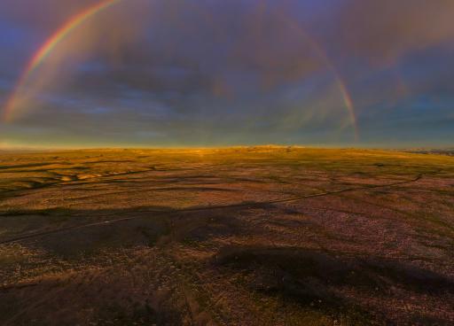 El desierto de Atacama florece tras intensas lluvias provocadas por El Niño