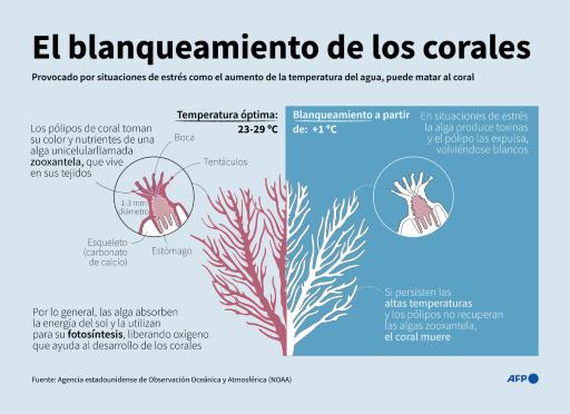 La Gran Barrera de Coral sufre su blanqueamiento más extenso jamás registrado