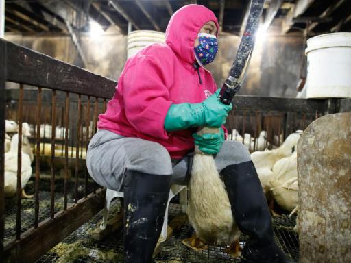 El foie gras, objeto de una batalla legal en Nueva York