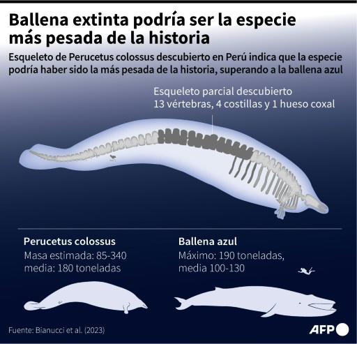 Un ancestro 'peruano' de la ballena azul podría ser el animal más pesado de todos los tiempos