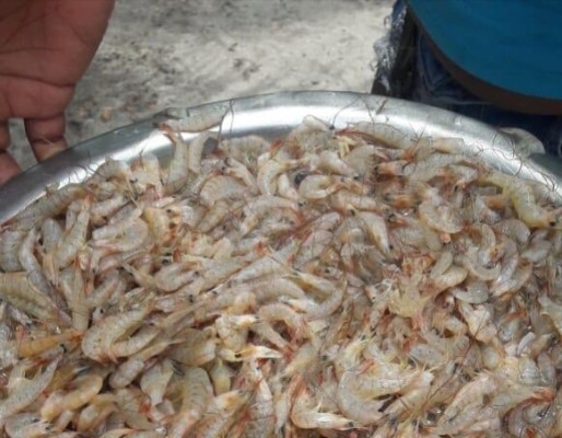 Camarones encontrados en playas de Coclé no presentan ningún grado de toxicidad, según la Arap