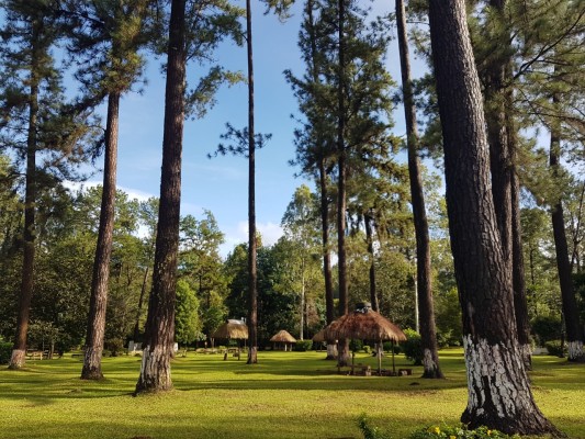 Restaurarán 1500 hectáreas de la Reserva Forestal La Yeguada y Alto Guarumo