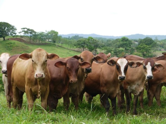 La provincia de Chiriquí encabeza la producción de ganado en el país