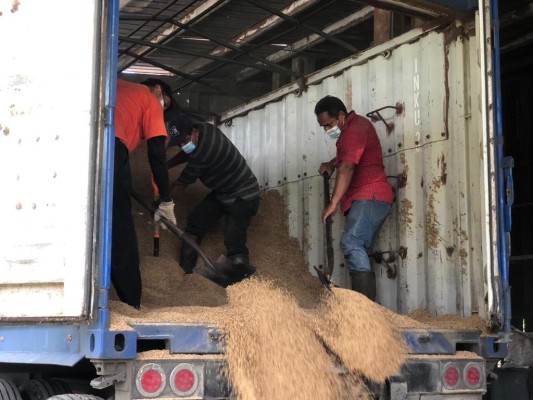 Más de 400 productores ofertan arroz al gobierno