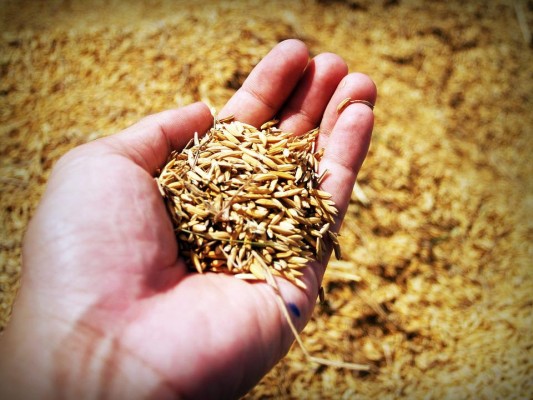 Más de 90 mil hectáreas de arroz prevén cultivar para ciclo 2022-23