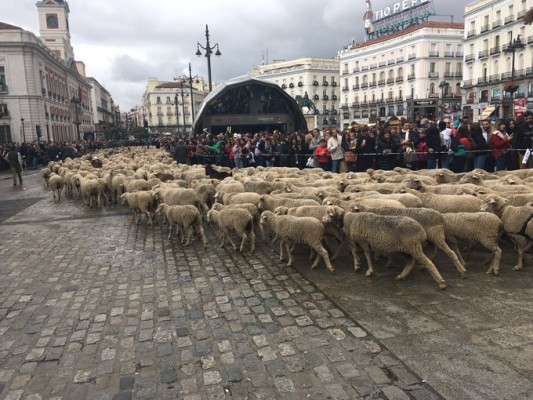 Pastores españoles atraviesan Madrid con miles de ovejas