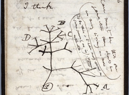 Universidad de Cambridge denuncia el robo de dos cuadernos de Darwin